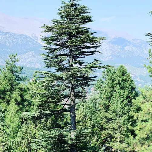The Evergreen Forest Tree Cedar